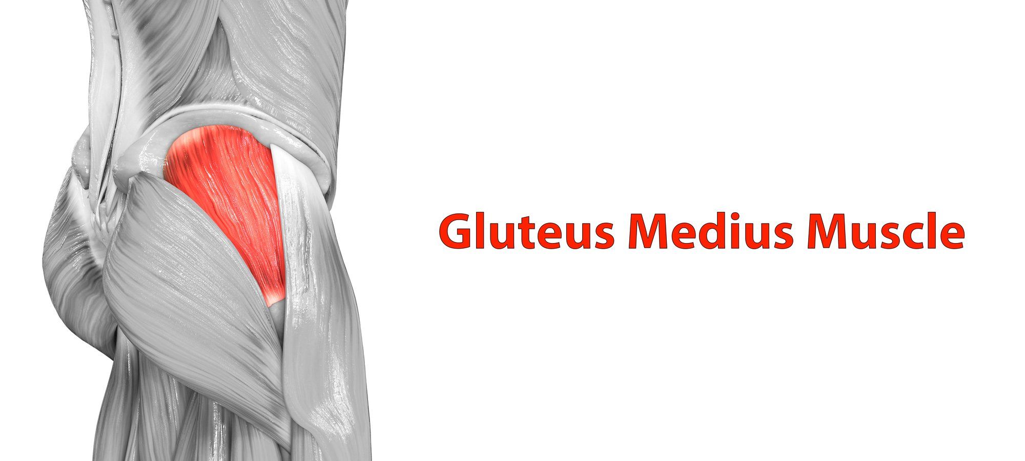 gluteus medius muscle