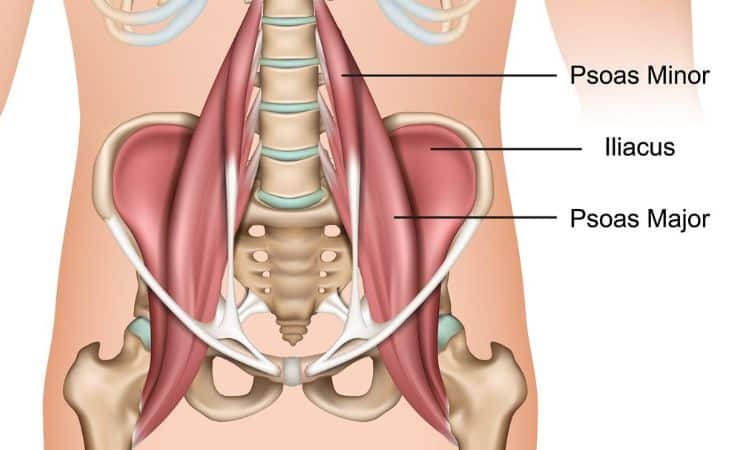 The Psoas Muscle: Unraveling Its Importance and Role in Movement